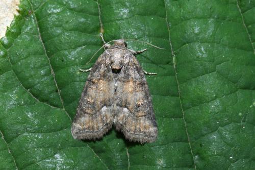 Bryophila ravula